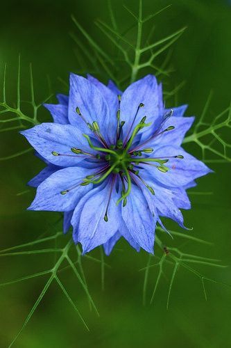 Blue flower.