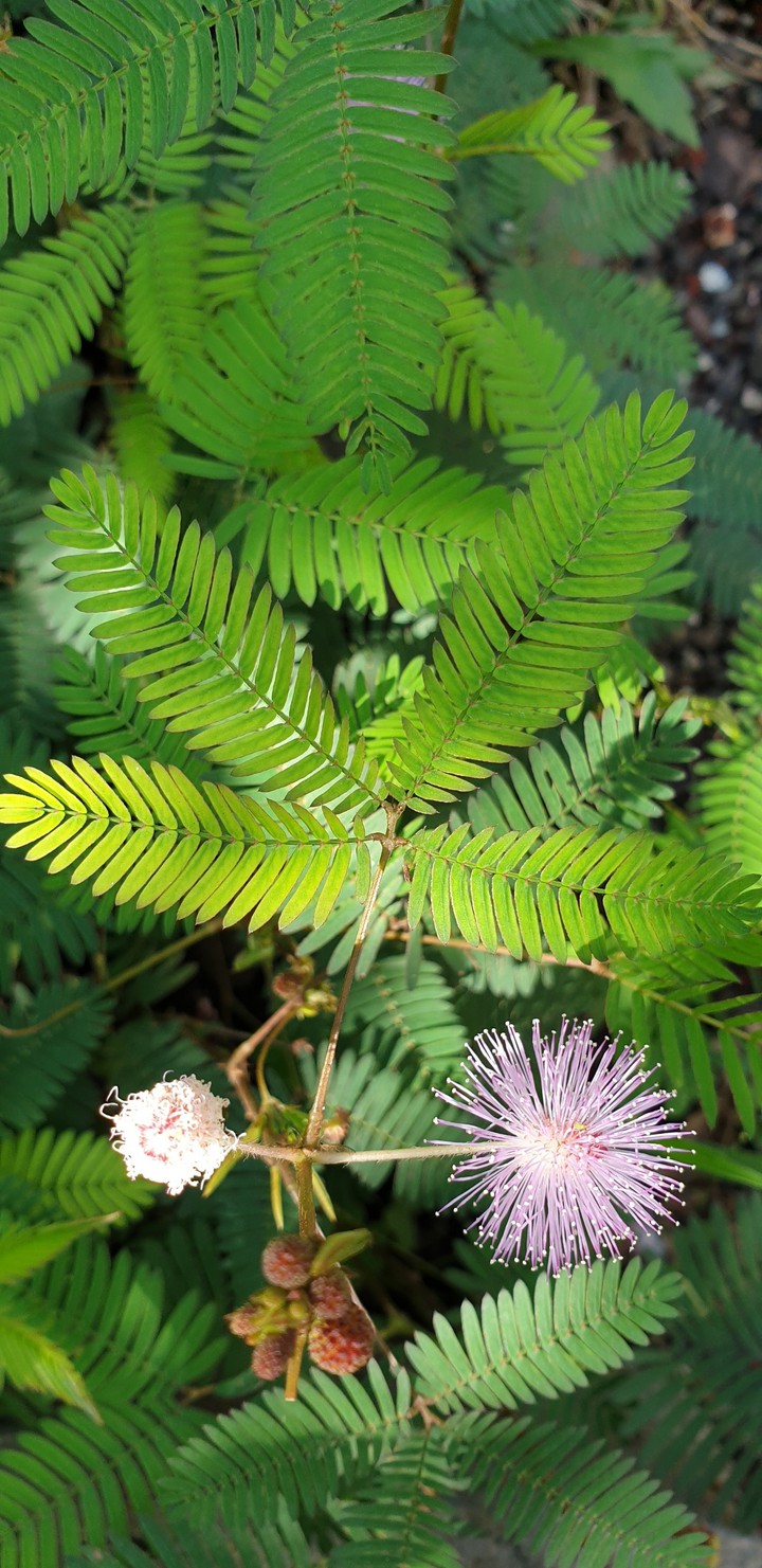 Beautiful flower