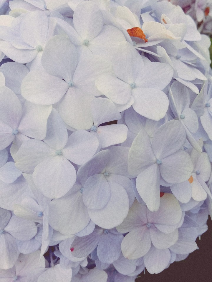 Hydrangea