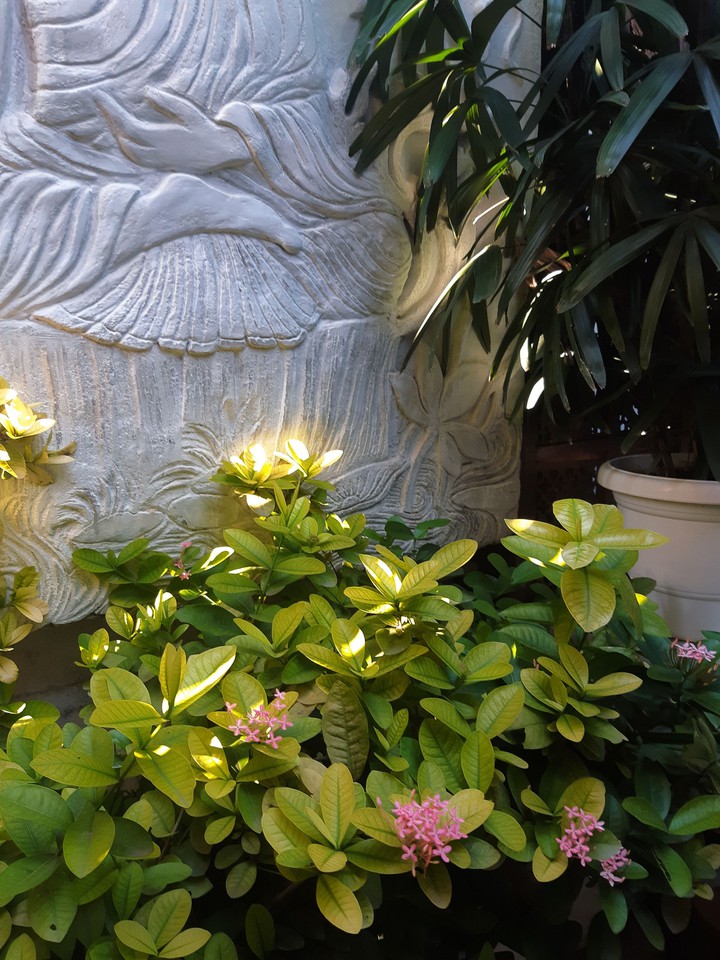 sunlight!!