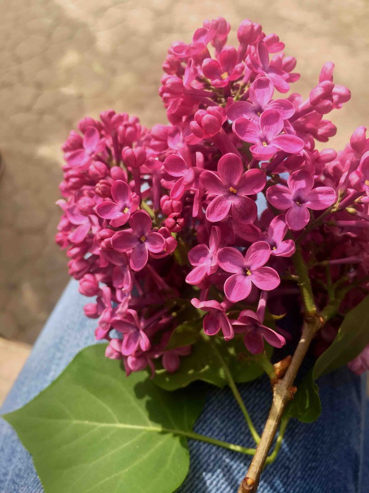 lilac flower