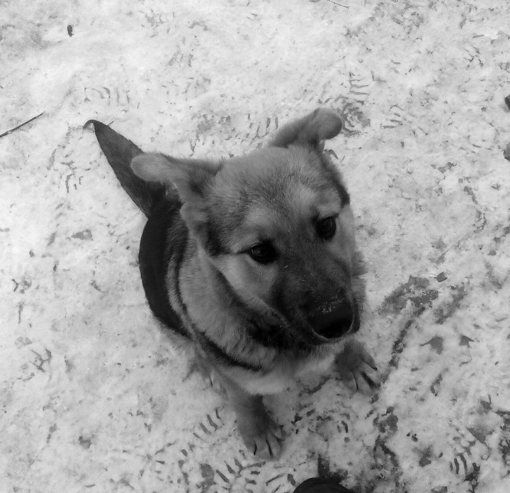 little dog