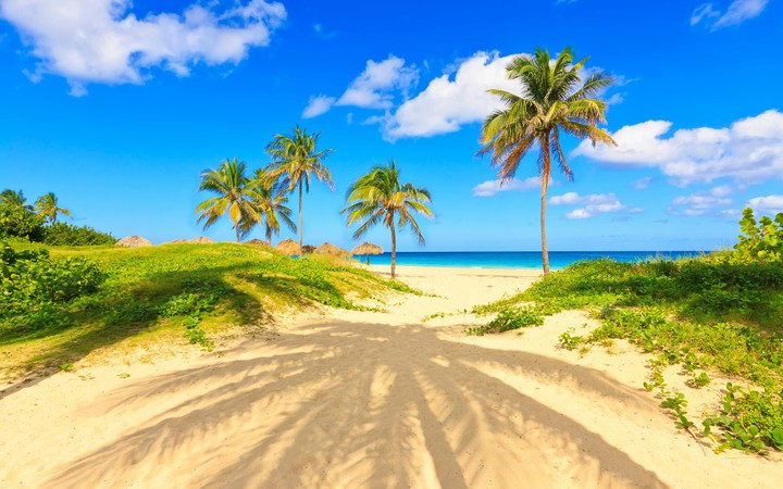 BEACH AND PALM TREES