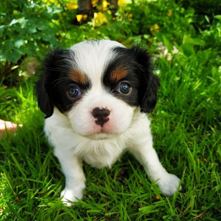 puppie