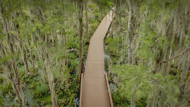 OkefenokeeSwamp