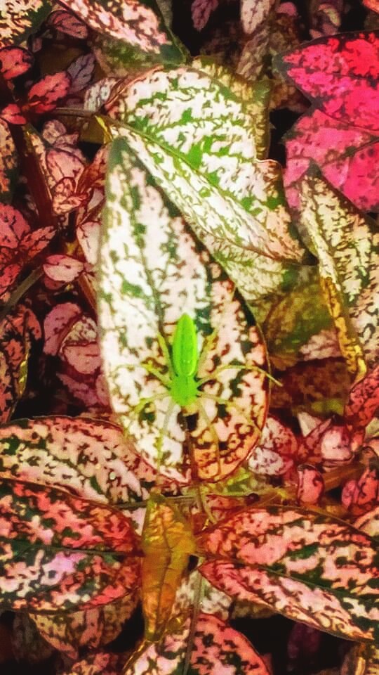Araña