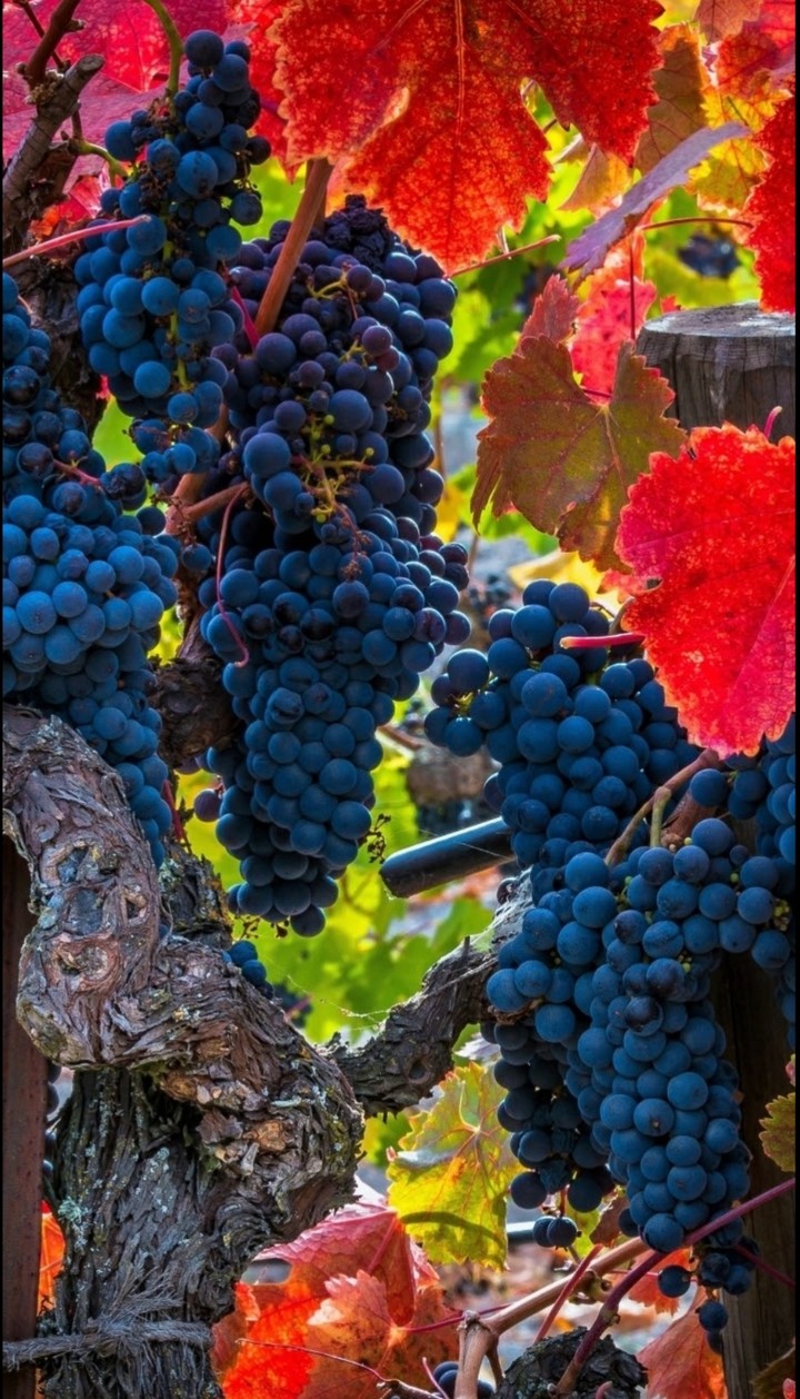 grapes ?
