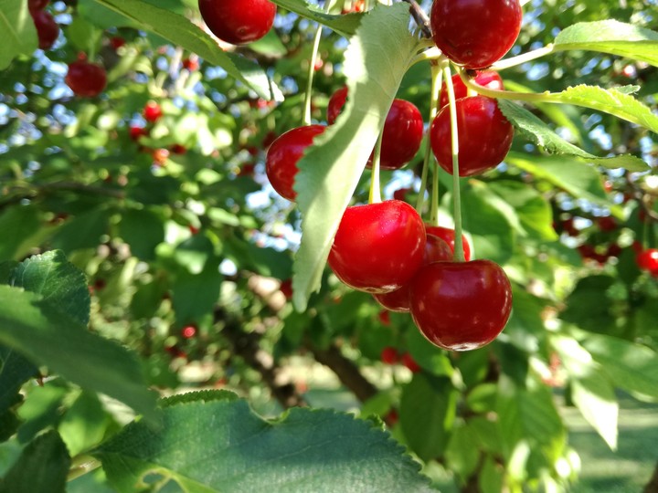 cherry