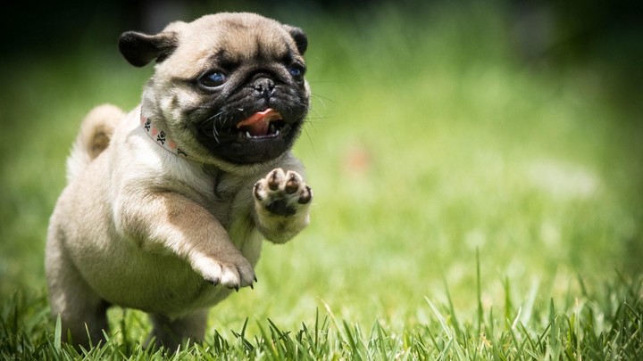 pugg