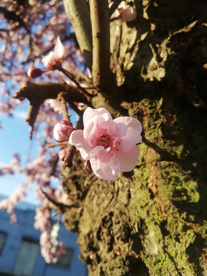 Blossom