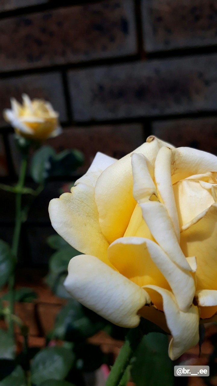 yellow rose