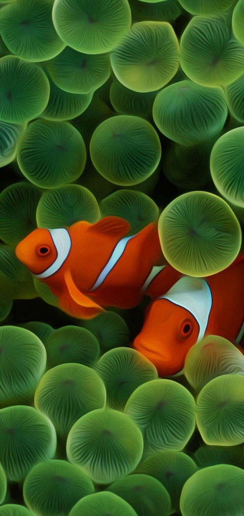 underwater, pomacentridae Hintergrundbilder