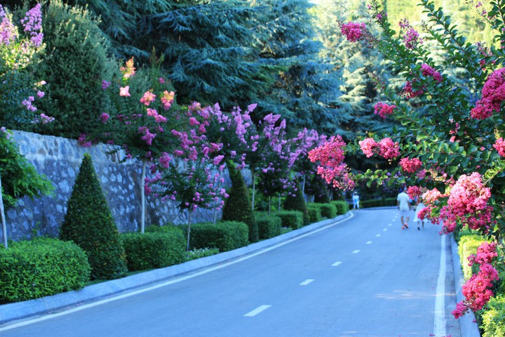 Road&flowers