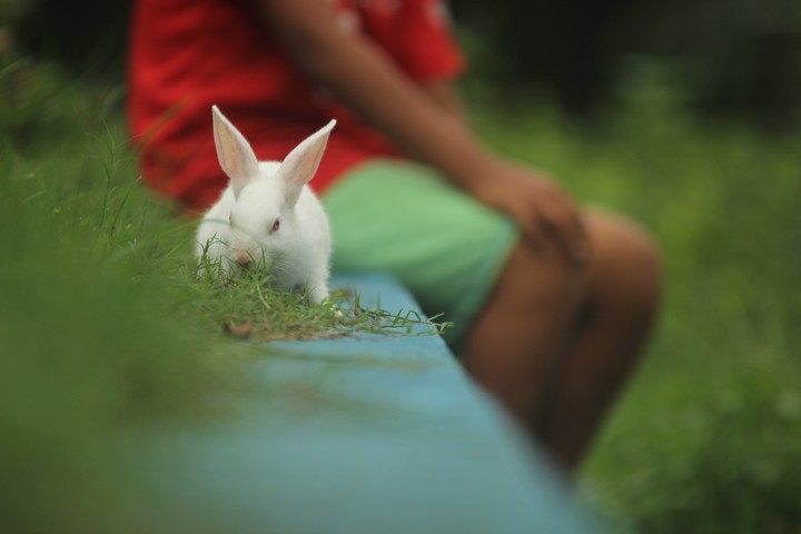 cute Bunny
