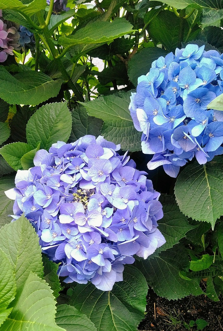 hydrangea