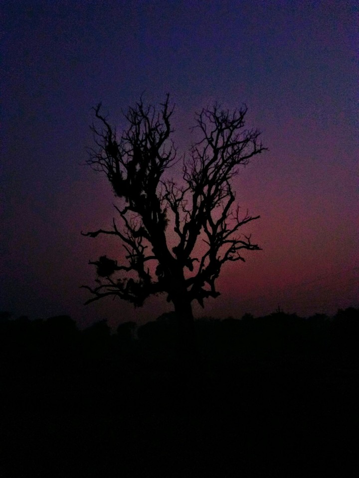 Shreaded tree