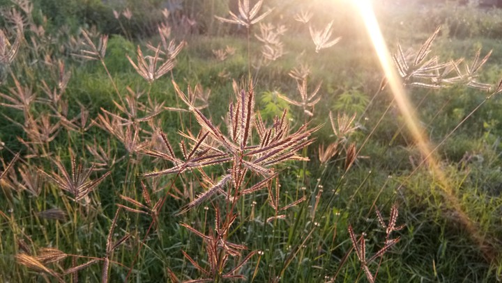 grass