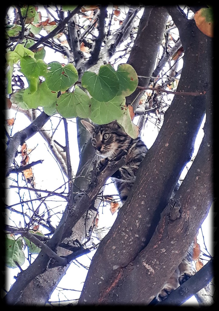 Cat in the tree 3