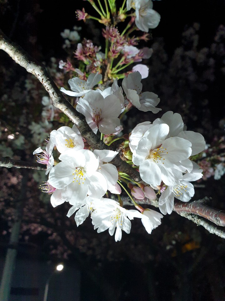 벚꽃