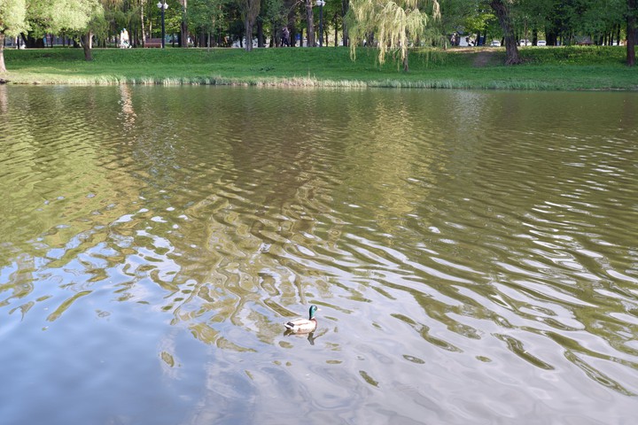 Зелёный горизон