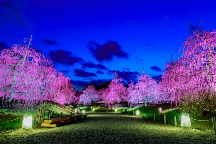 Plum blossoms illuminated at night