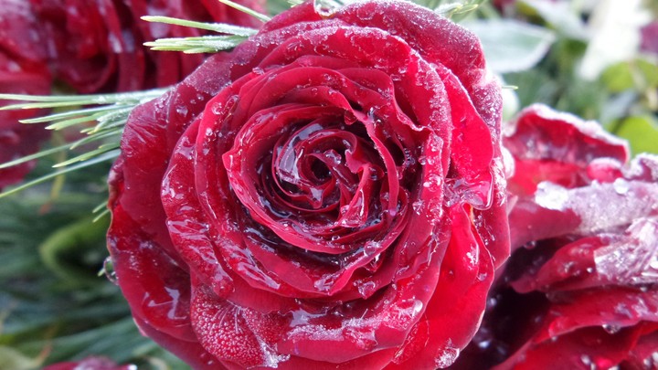 Frozen Rose
