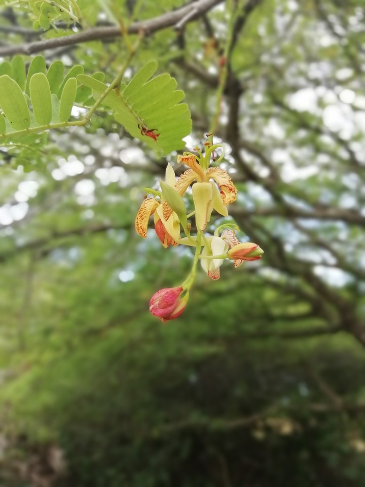 Tamrind flower