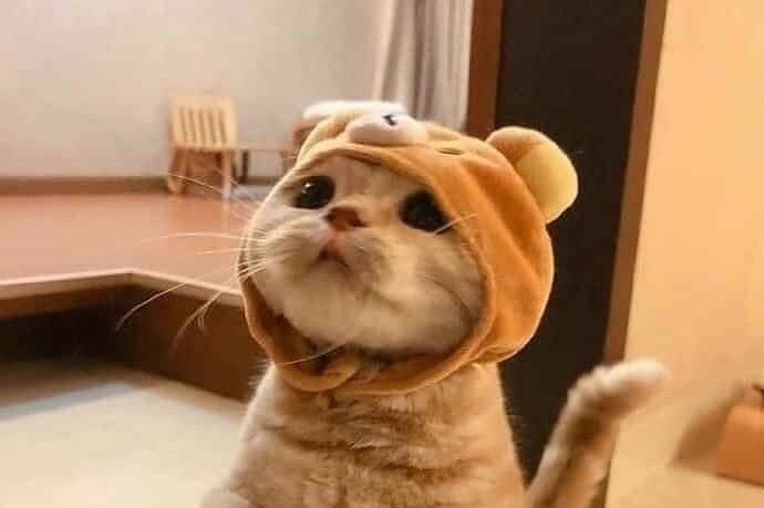 cute cat