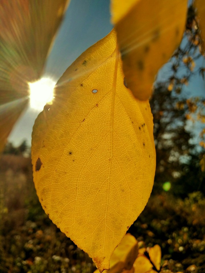 Autumn