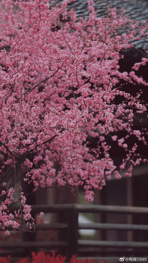 陆地植物, twig壁纸
