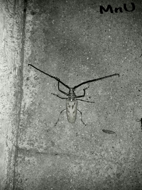 Arthropoda