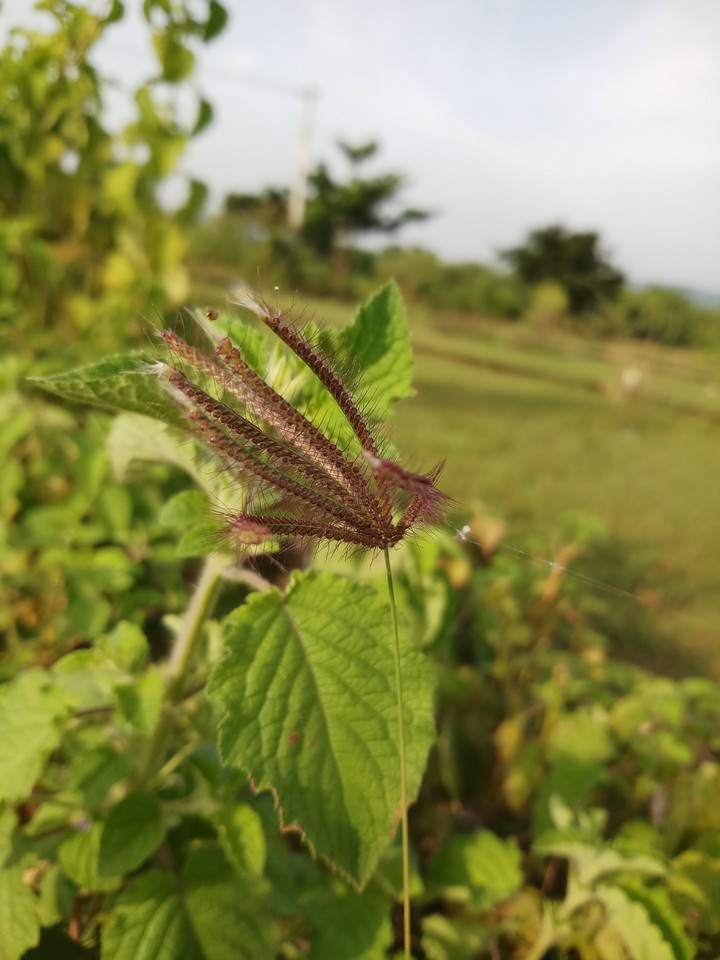 early morning click