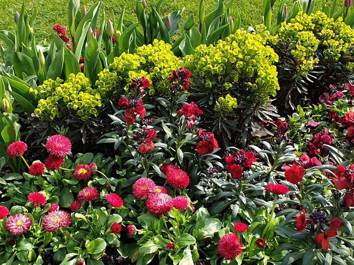 Blumenmeer
