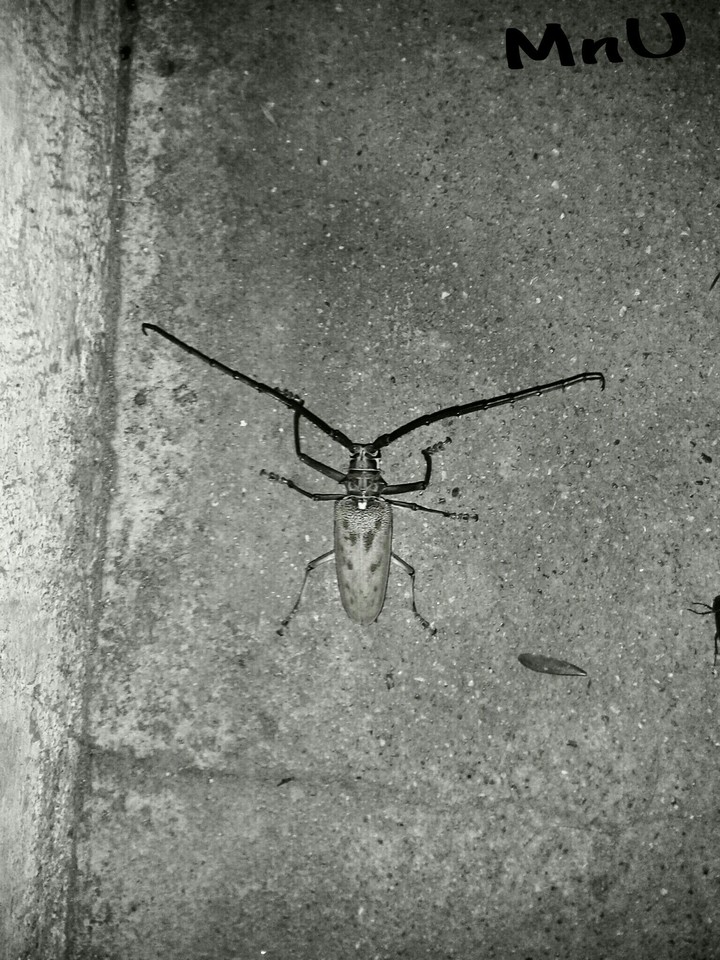 Arthropoda