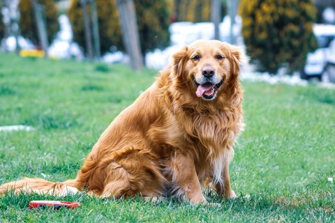 Golden Retriever..