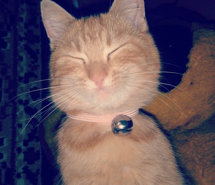 cute cat