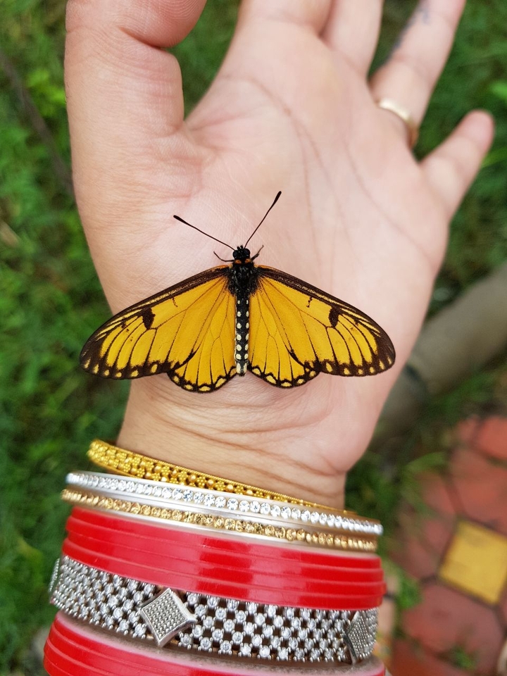 butterfly