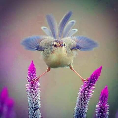 Equilibrio
