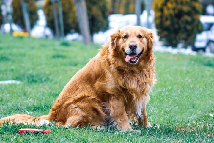 Golden Retriever..