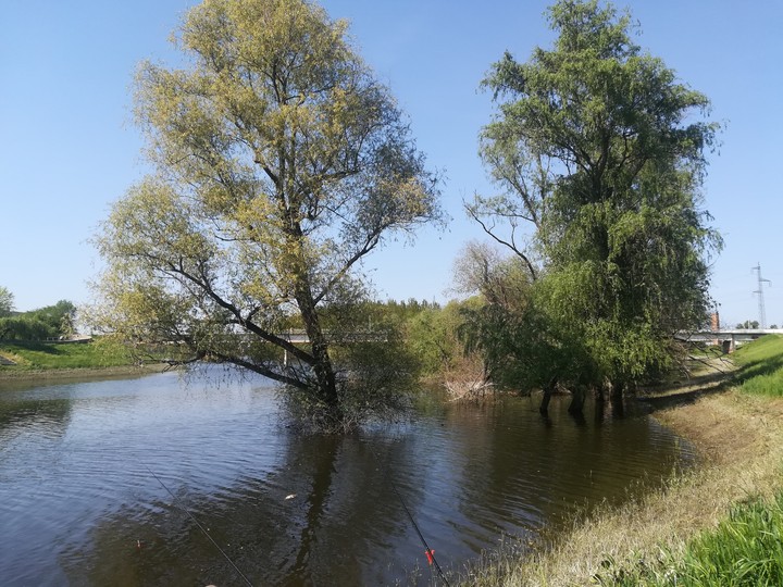 Zöldellő fák