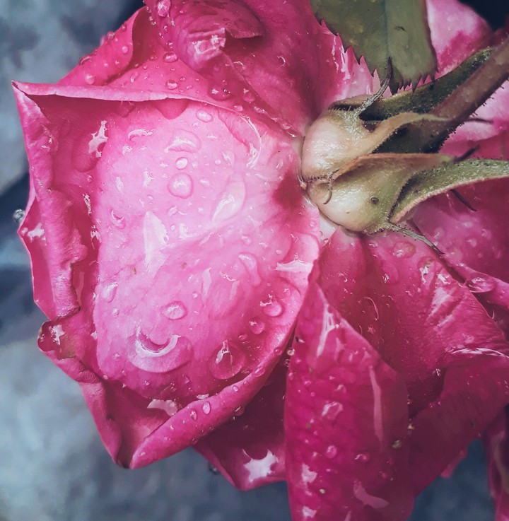 rose