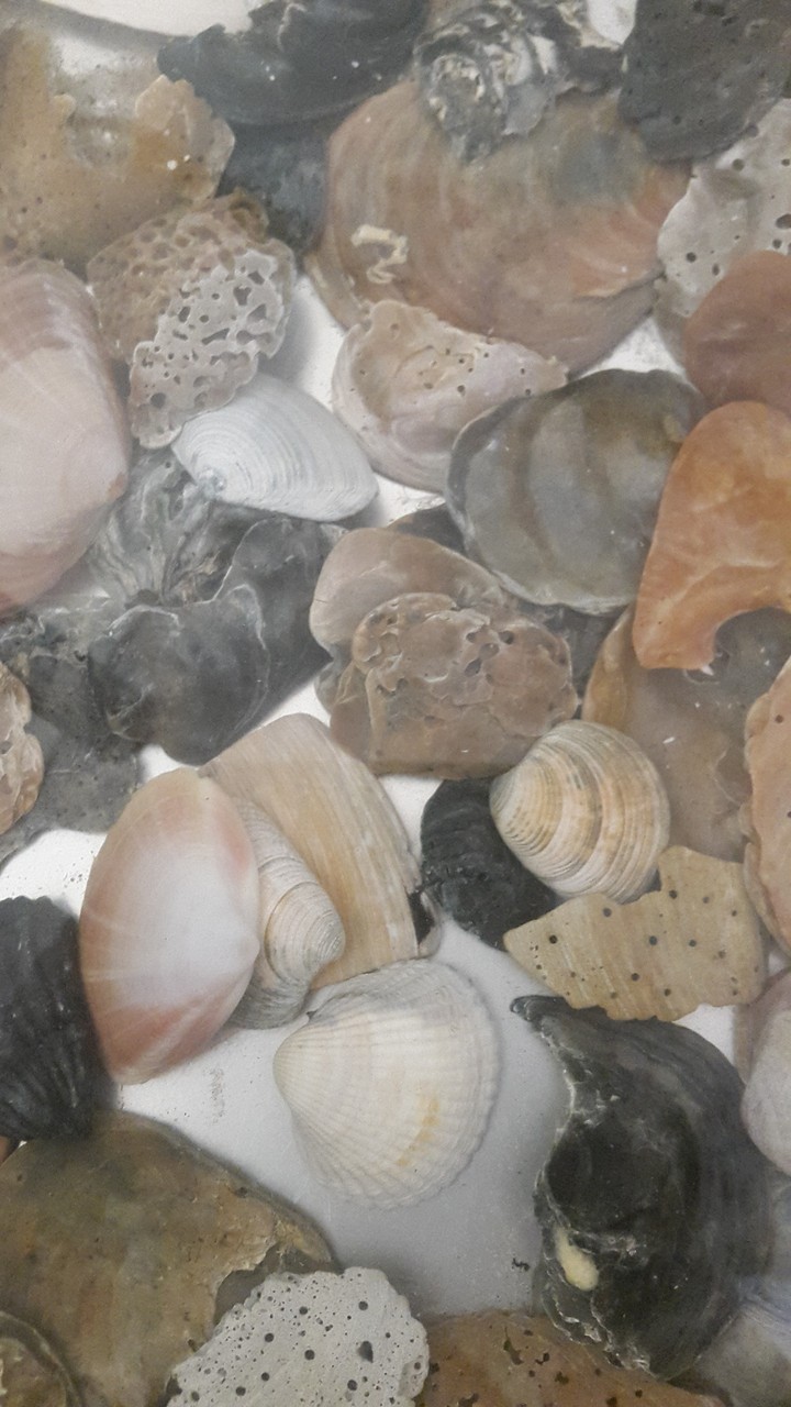 Things From The  Beach