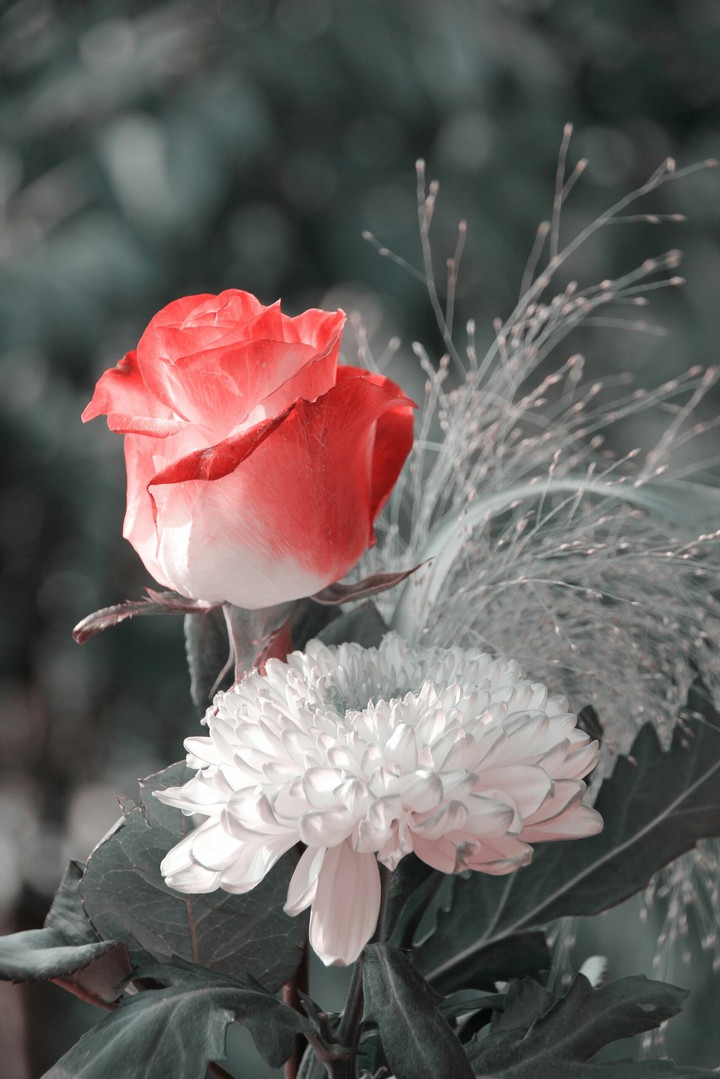 Roses