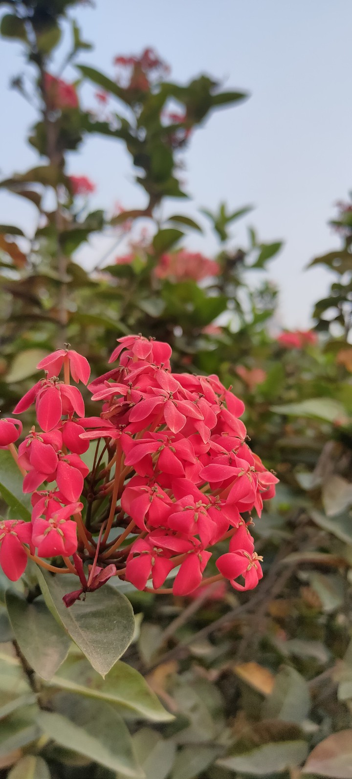 Red flowers