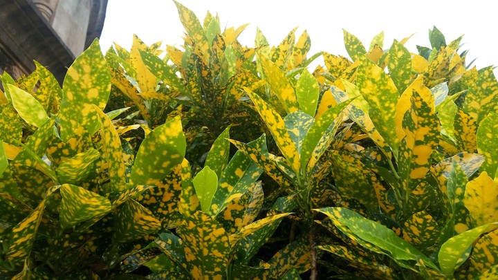 leaf