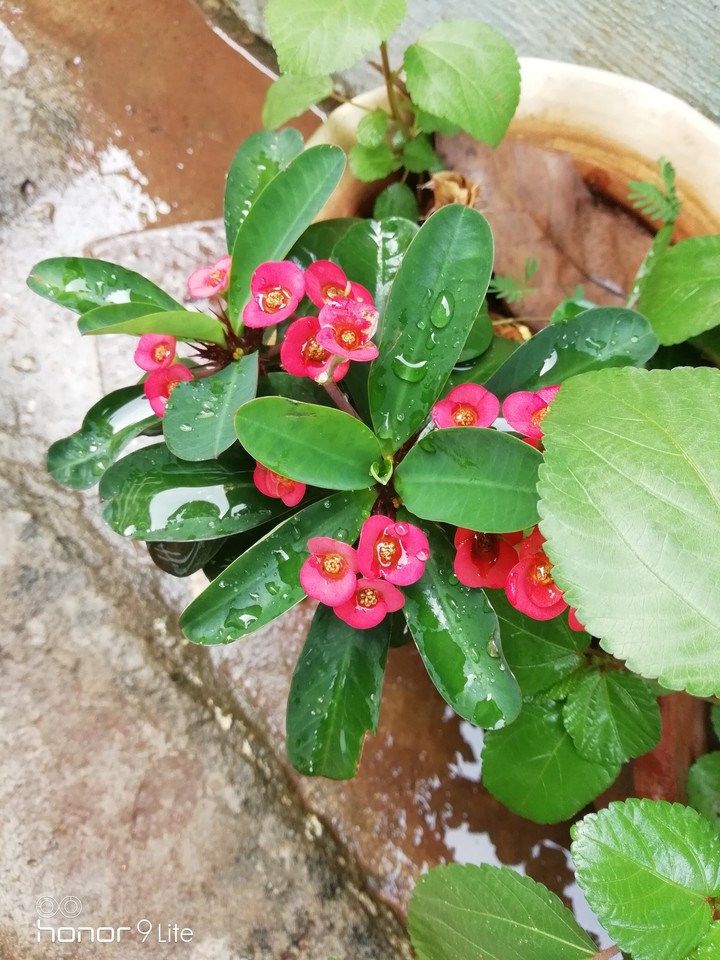 water drops
