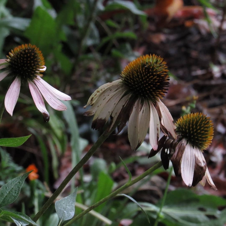I was crossing a bridge and stumbled upon these beauties