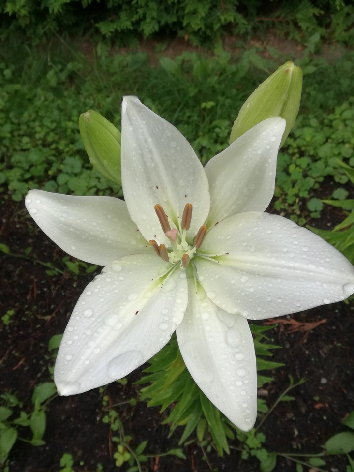 Heute bei strömendem Regen, hat sie sich geöffnet❤