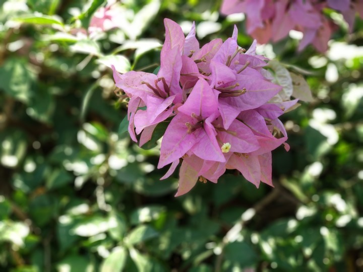 #purpleflowers
