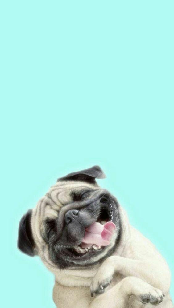 pug